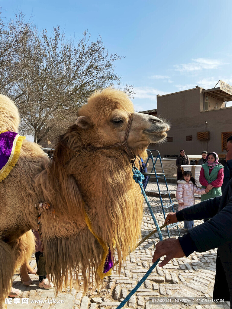 牵骆驼的人及装饰骆驼