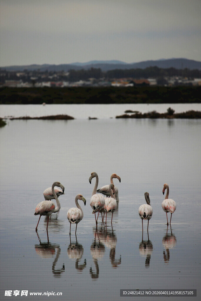 湖畔火烈鸟优雅倒影