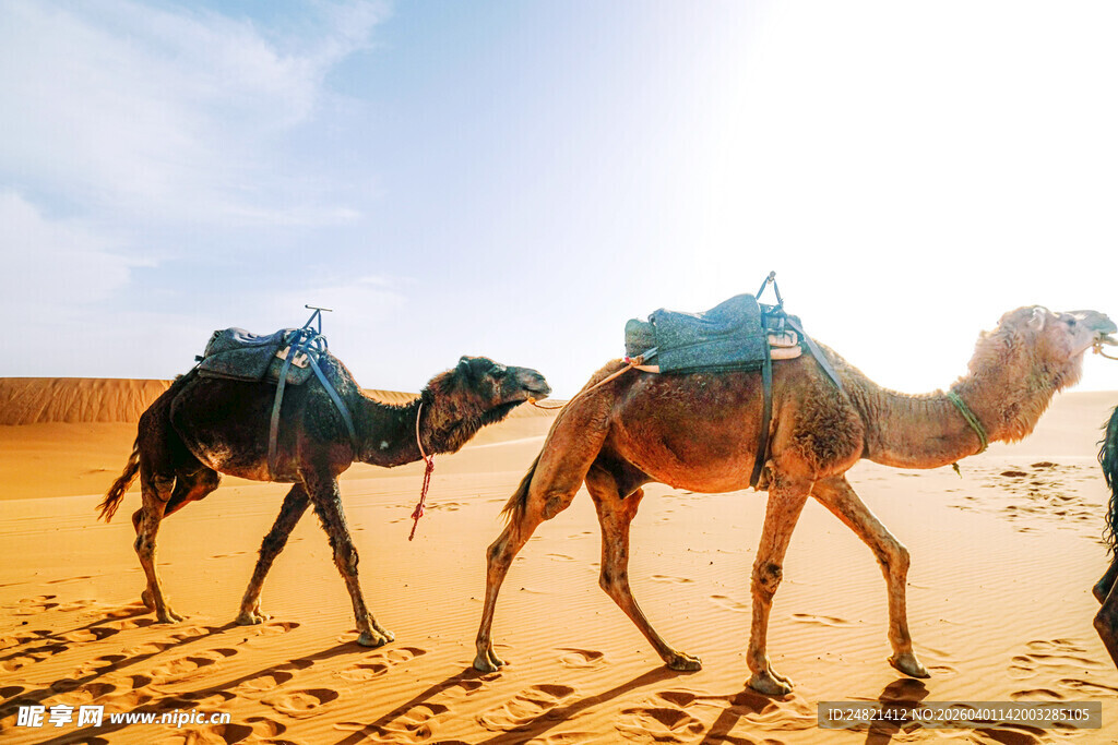 沙漠中行进的骆驼队