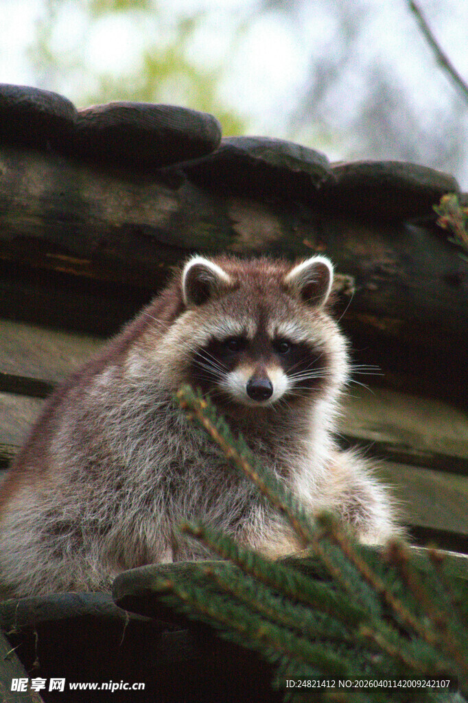 木上的浣熊