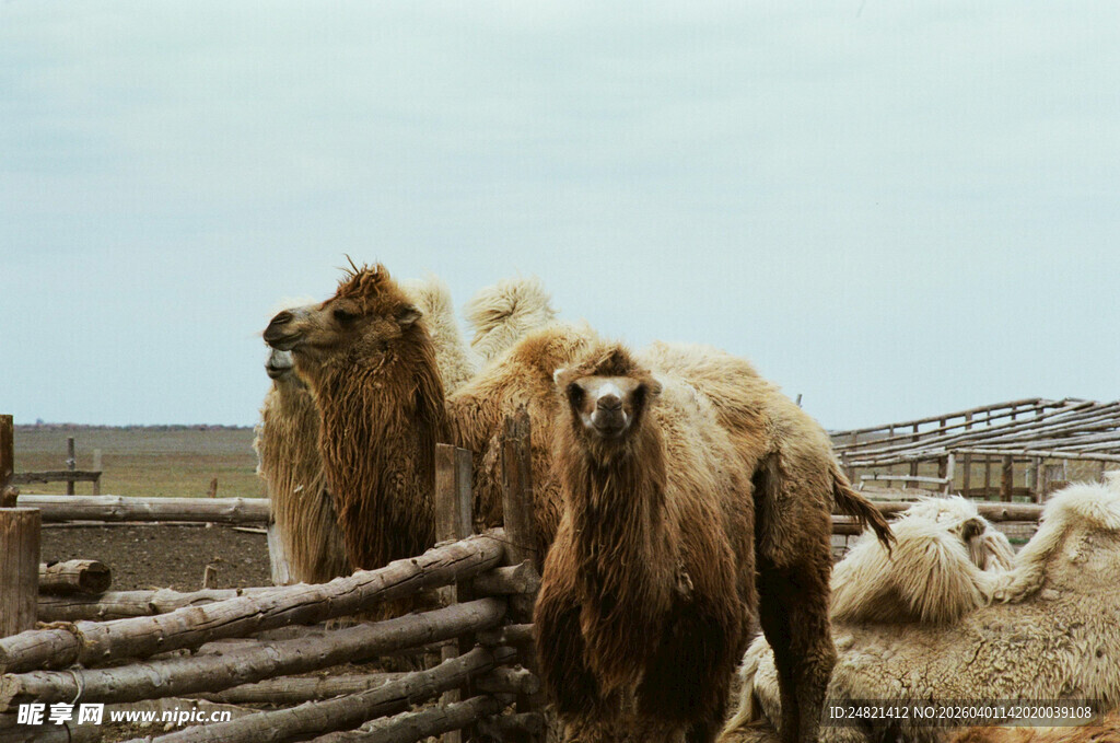 围栏边的骆驼群