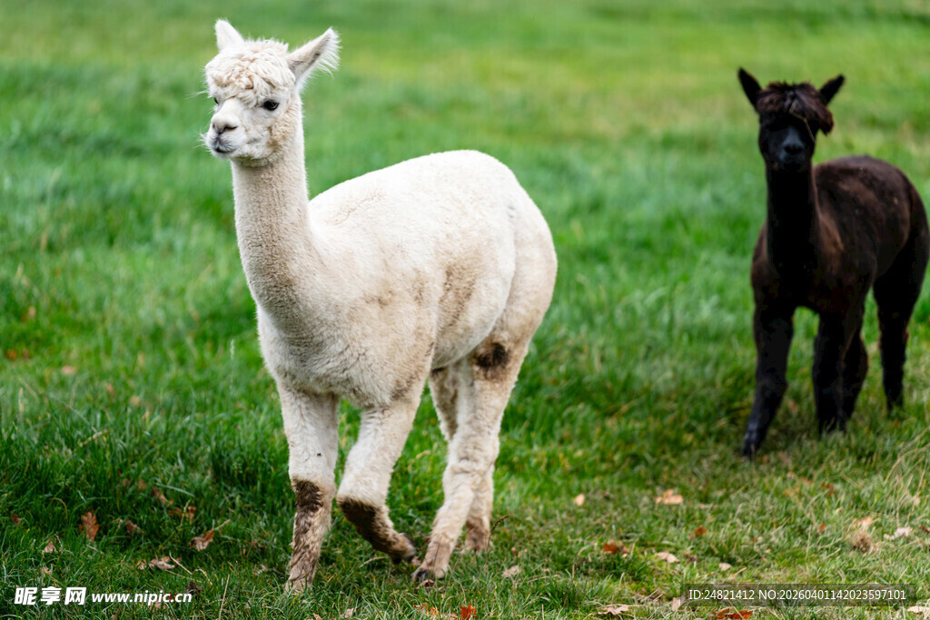 草地上的两只羊驼