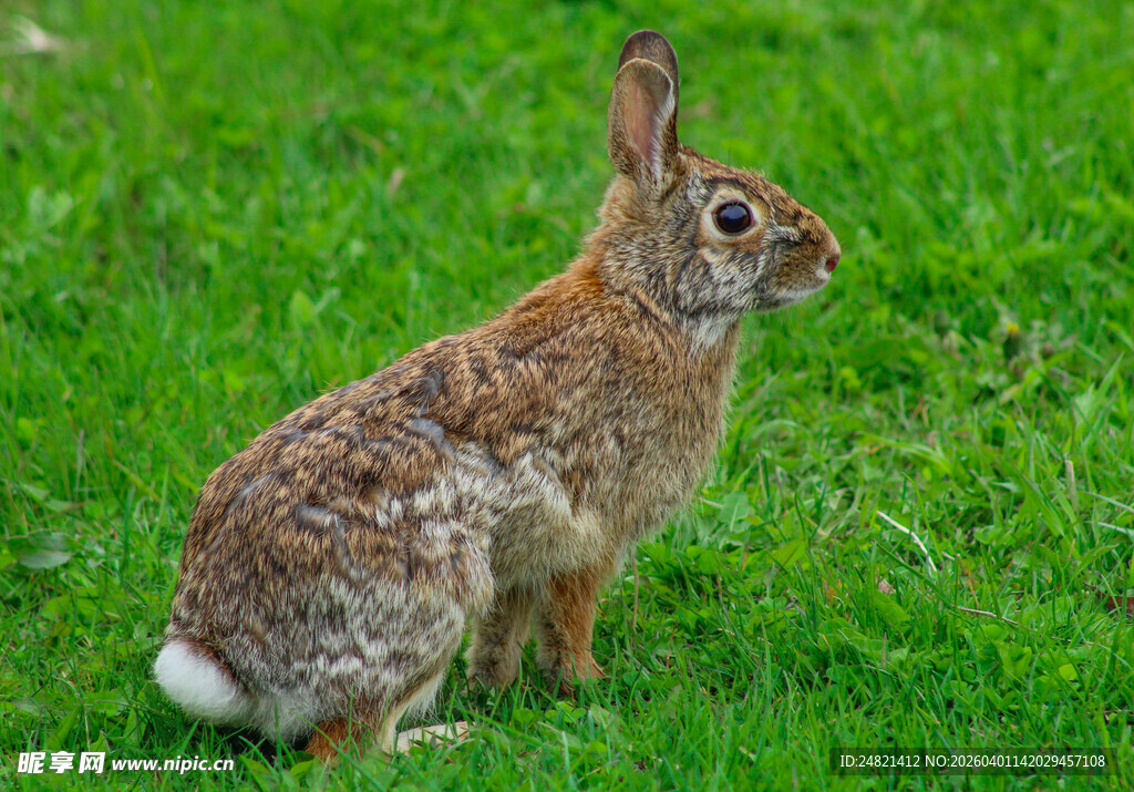 草地上的棕色野兔