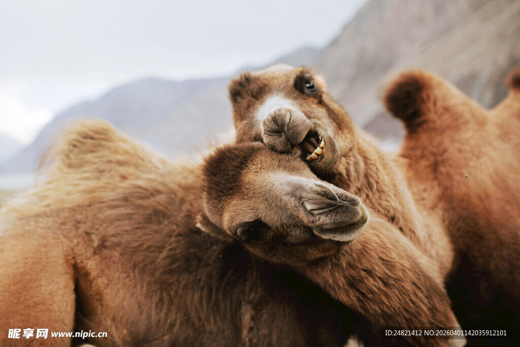 亲密依偎的骆驼