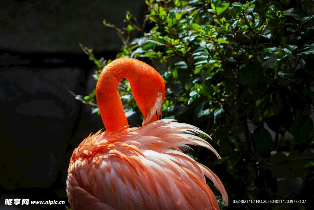 优雅火烈鸟整理羽毛