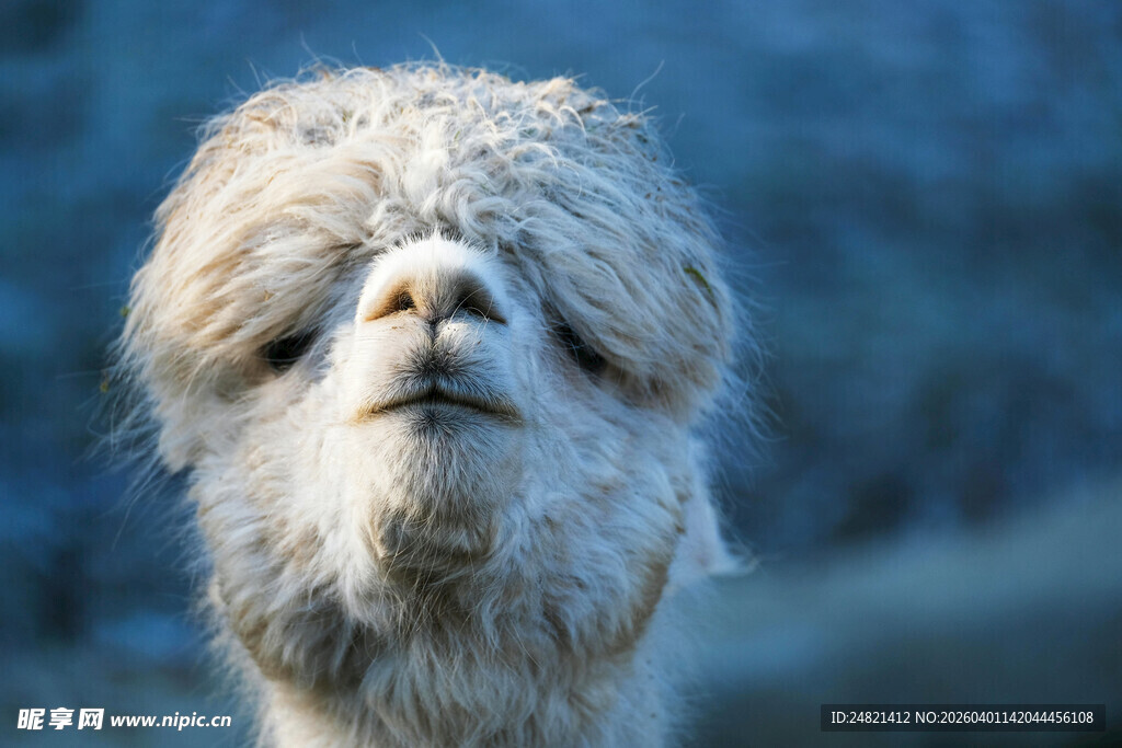 呆萌羊驼特写