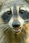 可爱浣熊特写