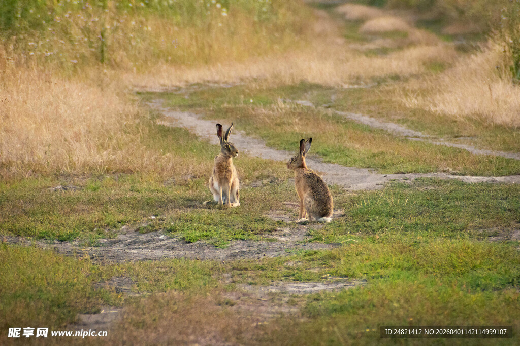 草原上的两只袋鼠