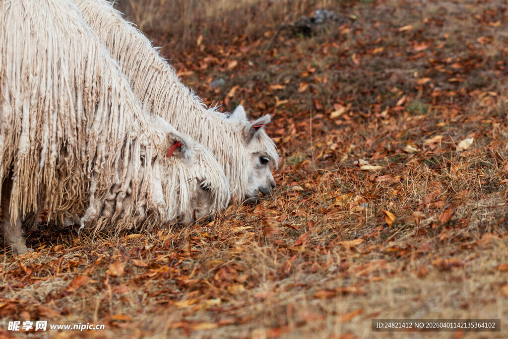长毛羊低头觅食