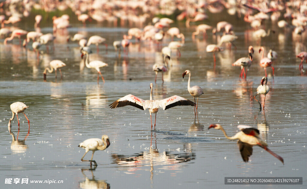 火烈鸟群于水域间栖息