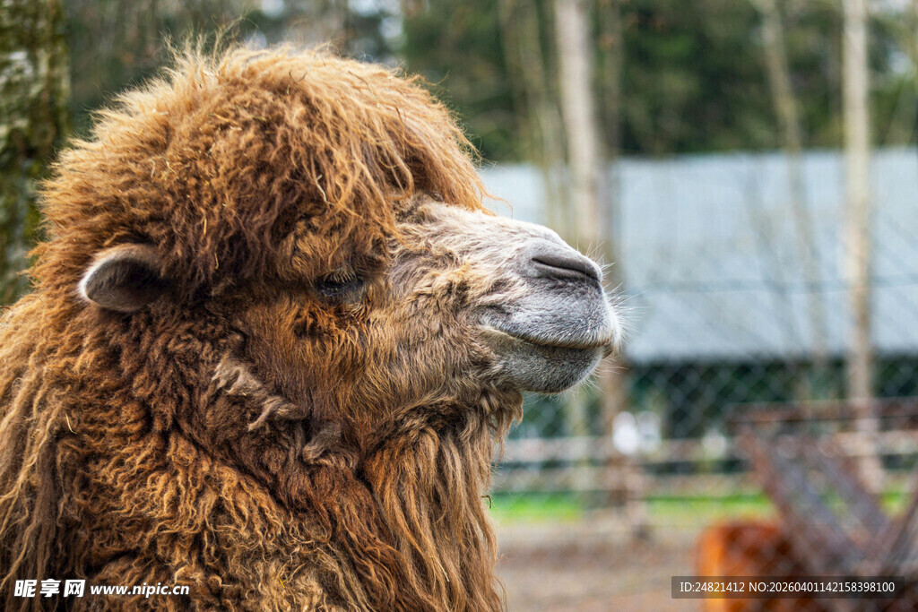 棕色骆驼特写