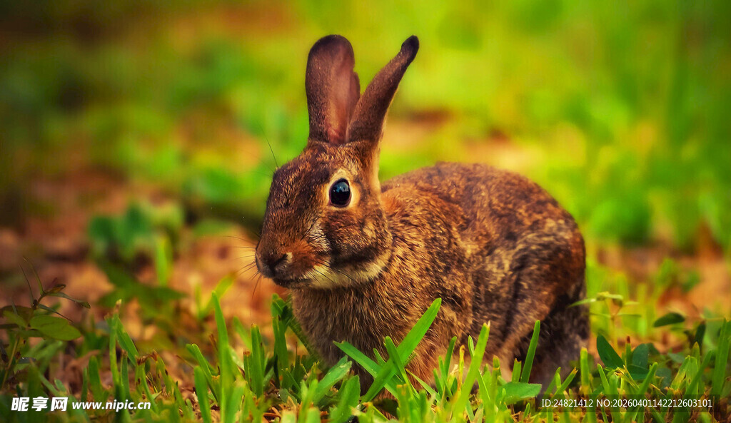 草丛中的可爱野兔
