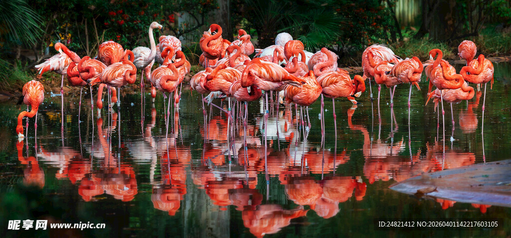 水面上的火烈鸟群倒影