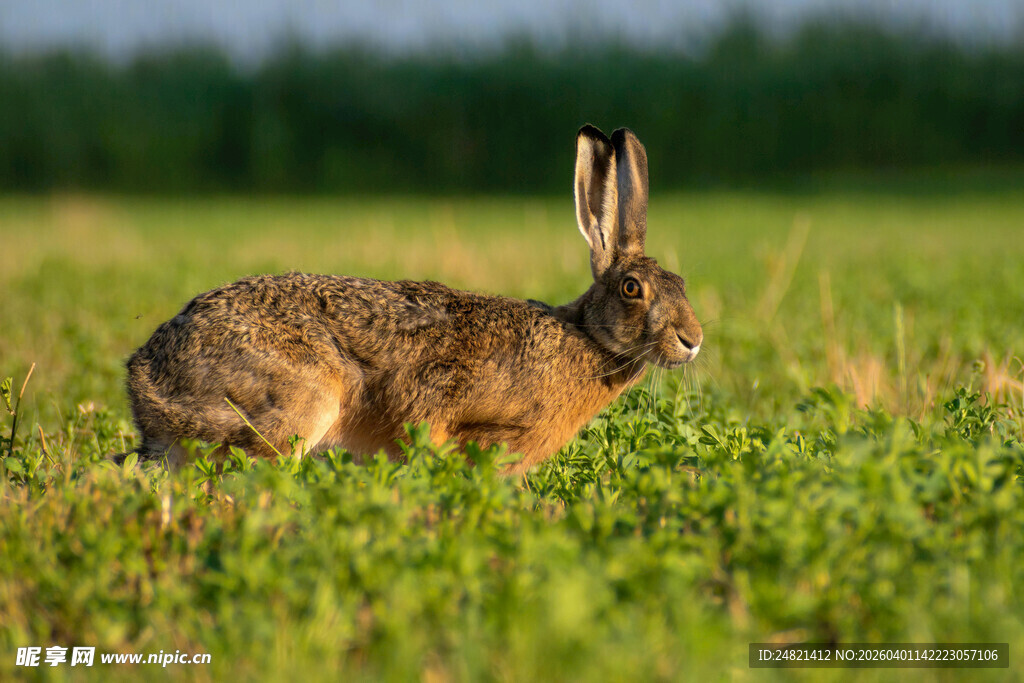 田野中的野兔