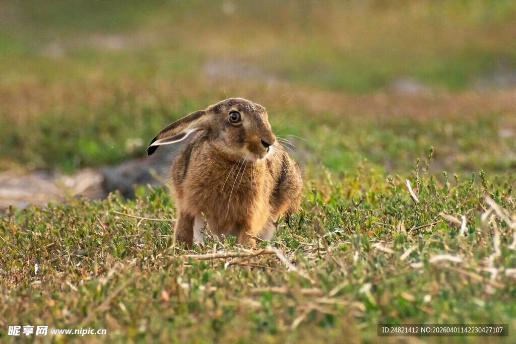 草原上站立眺望的野兔
