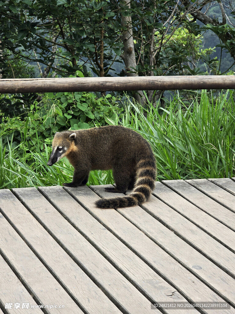 木栈道上的可爱浣熊