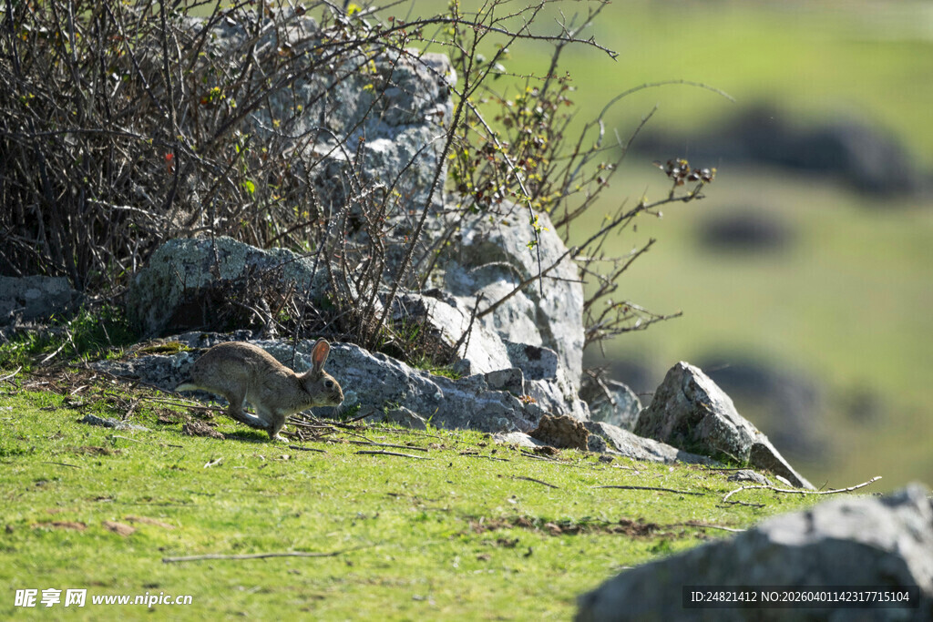 草地上的几只鸟儿