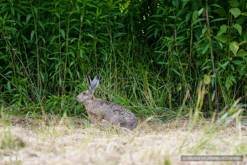 草丛中的野兔