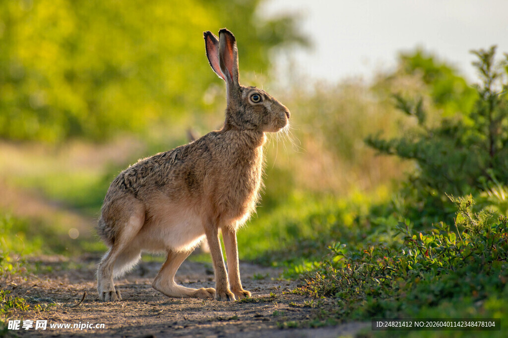 野外站立的健硕大野兔