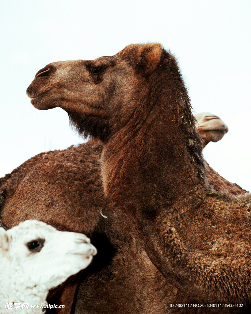 骆驼特写