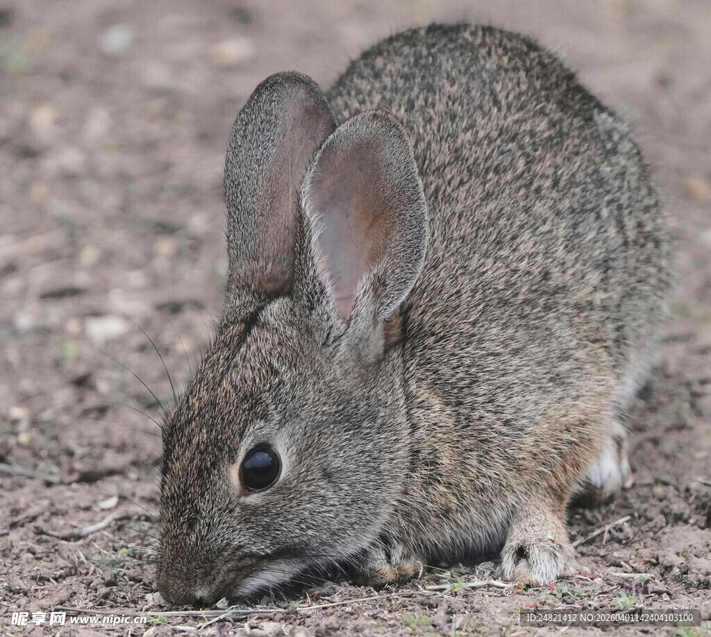 蹲坐的灰褐色兔子