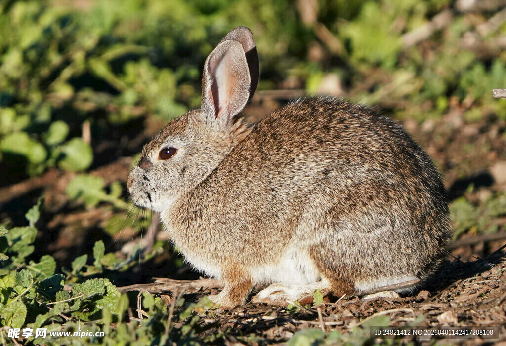 野外蹲坐的灰褐色兔子