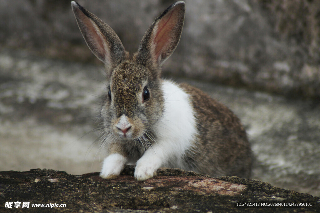 可爱白兔蹲坐岩石上