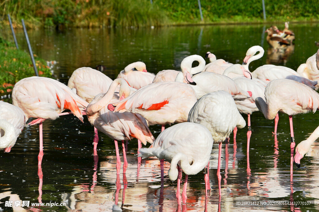 湿地中优雅的火烈鸟群