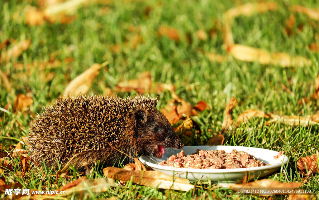 草地上进食的小刺猬