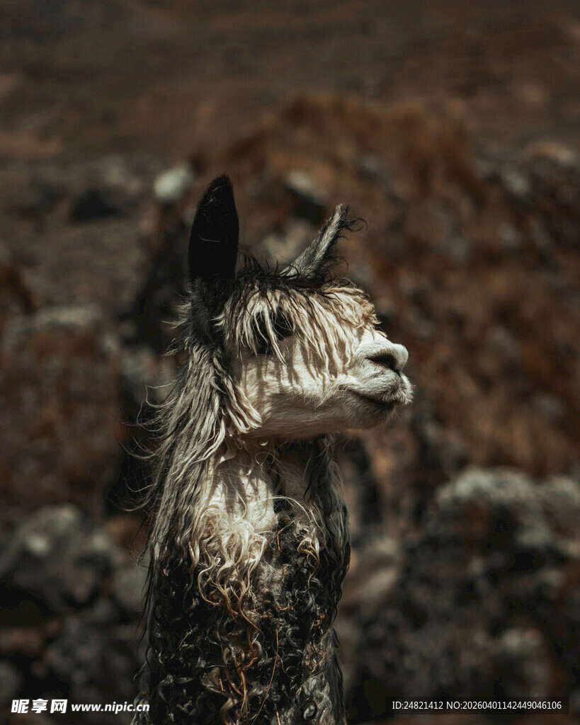 野外长毛羊驼侧头特写