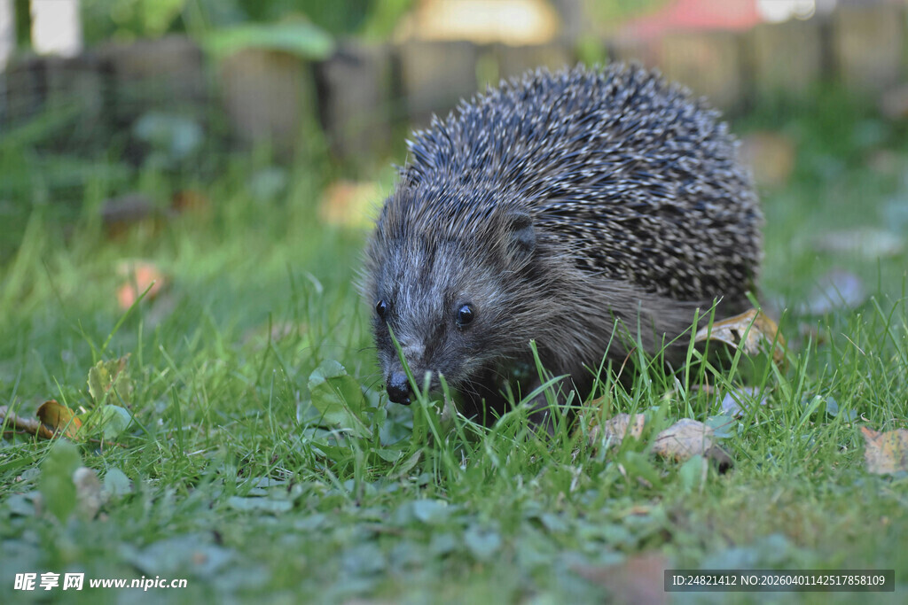 草地上的小刺猬