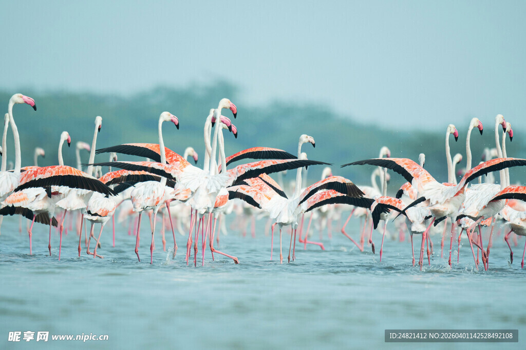 火烈鸟群于水域中优雅栖息