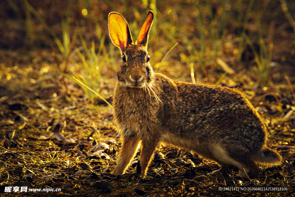野外夜色中的警觉野兔