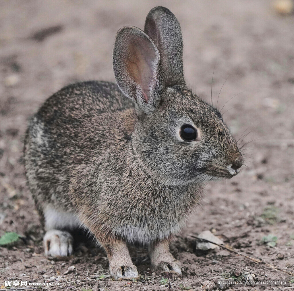 灰毛野兔站立于地面