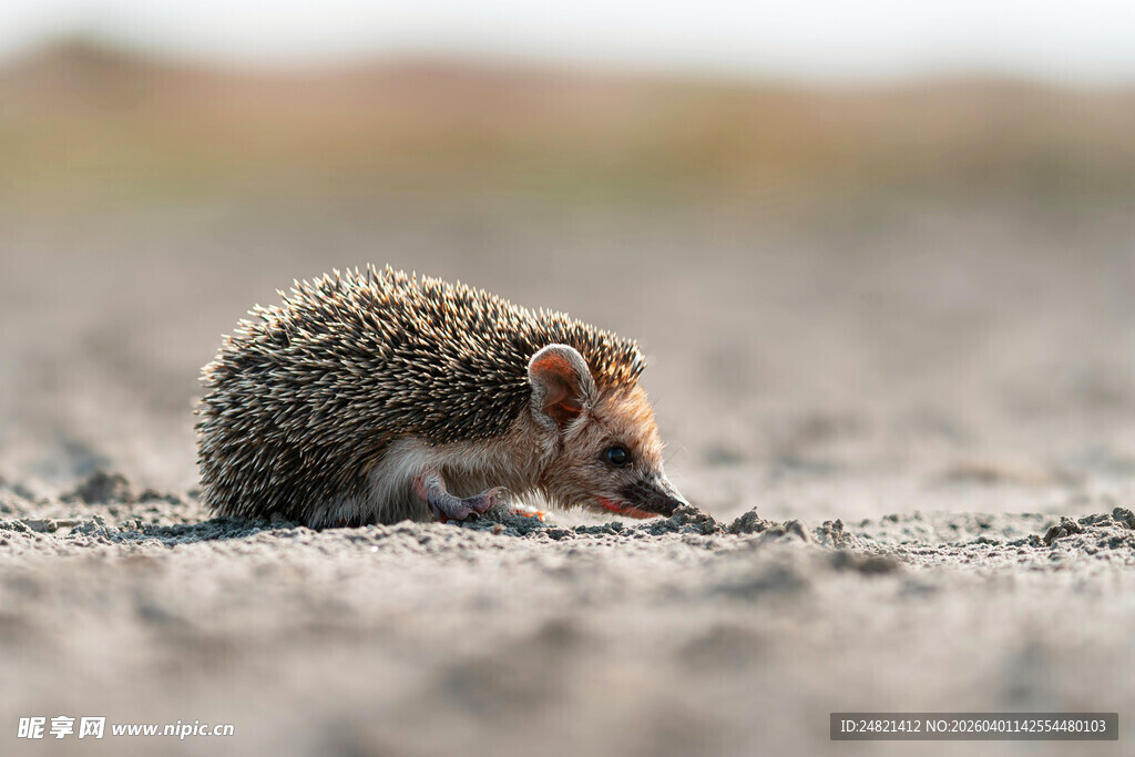 沙地上的小刺猬