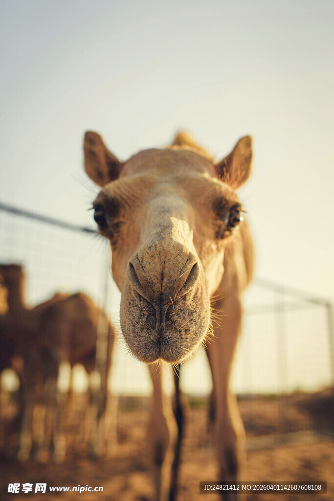 骆驼特写