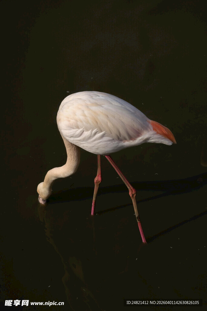 火烈鸟低头饮水瞬间
