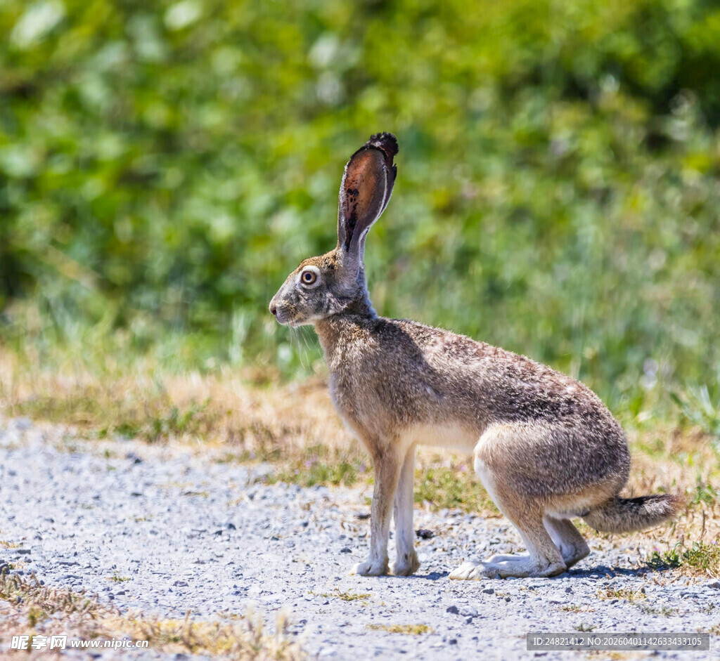 野外蹲坐的长耳野兔
