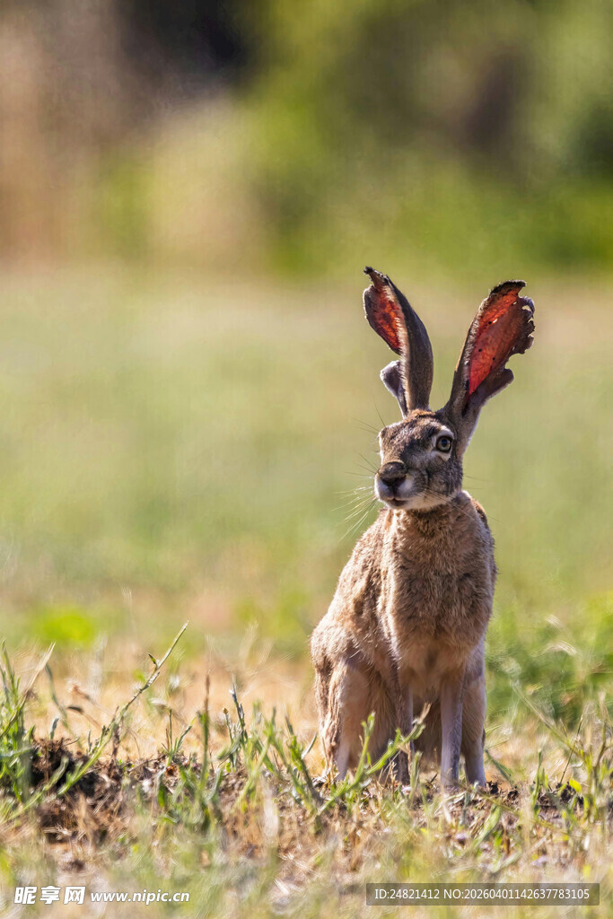 田野中站立的长耳野兔