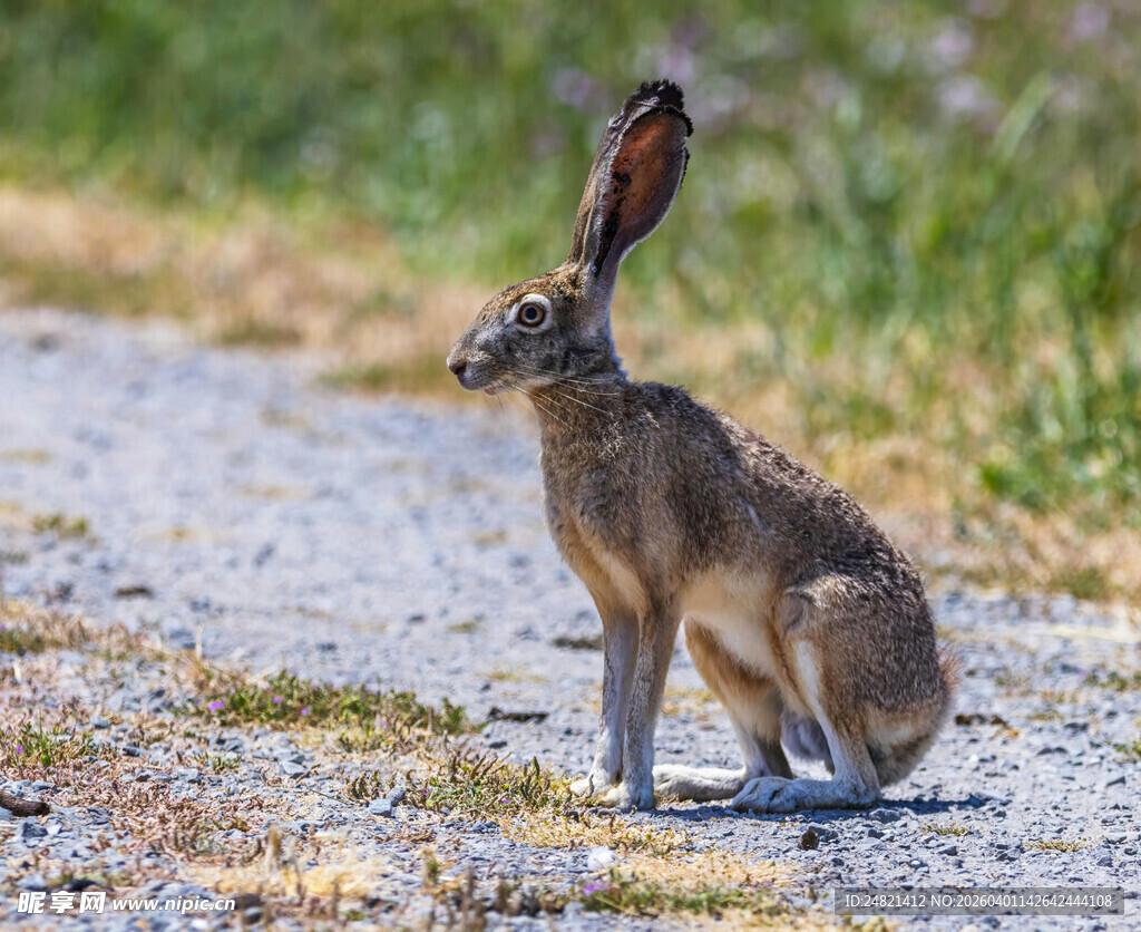 路边蹲坐的长耳野兔
