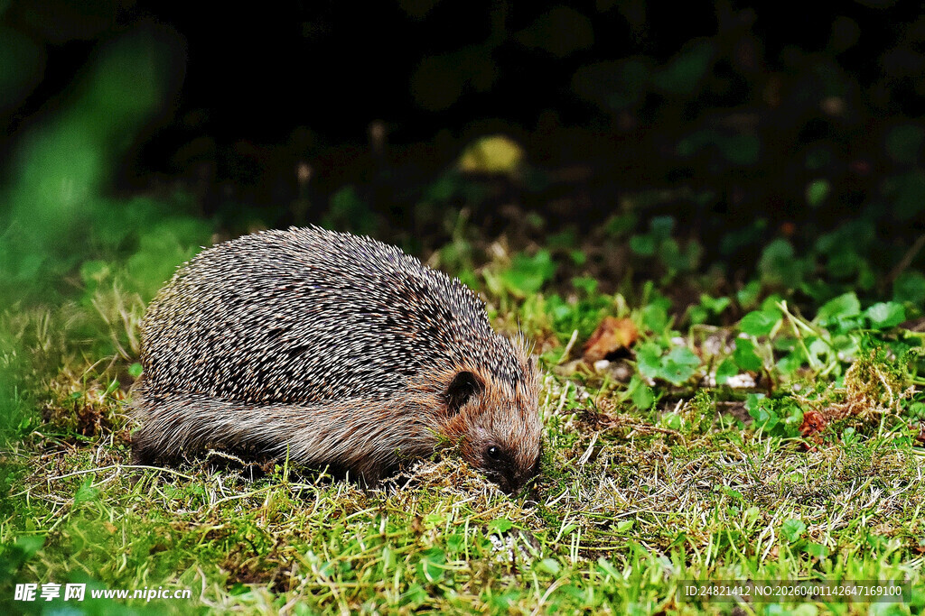 草地上的觅食小动物