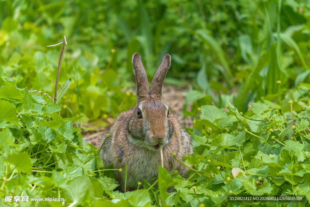草丛中的野兔