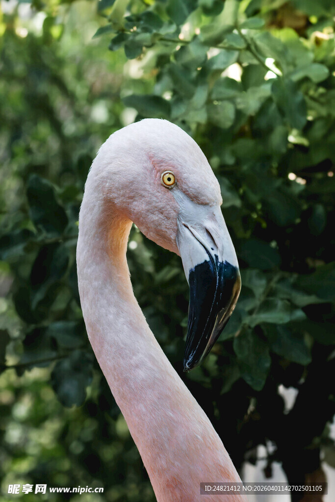 优雅火烈鸟特写