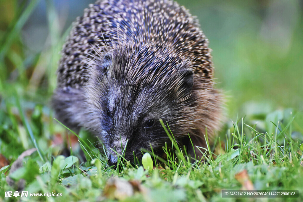草丛中的小刺猬