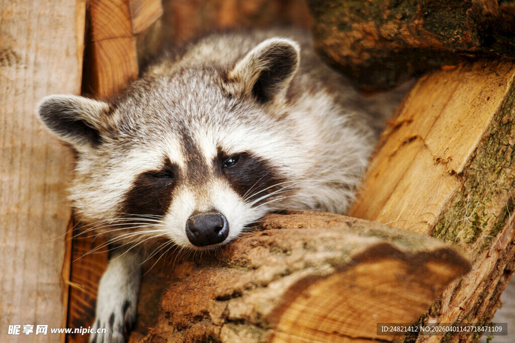慵懒浣熊趴卧于木头上