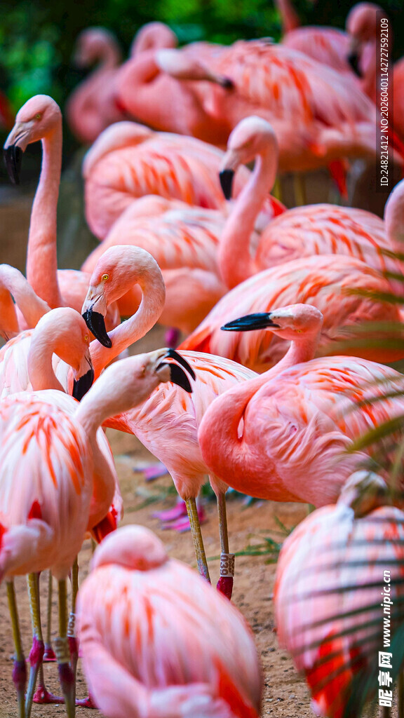 一群火烈鸟聚集的美丽场景