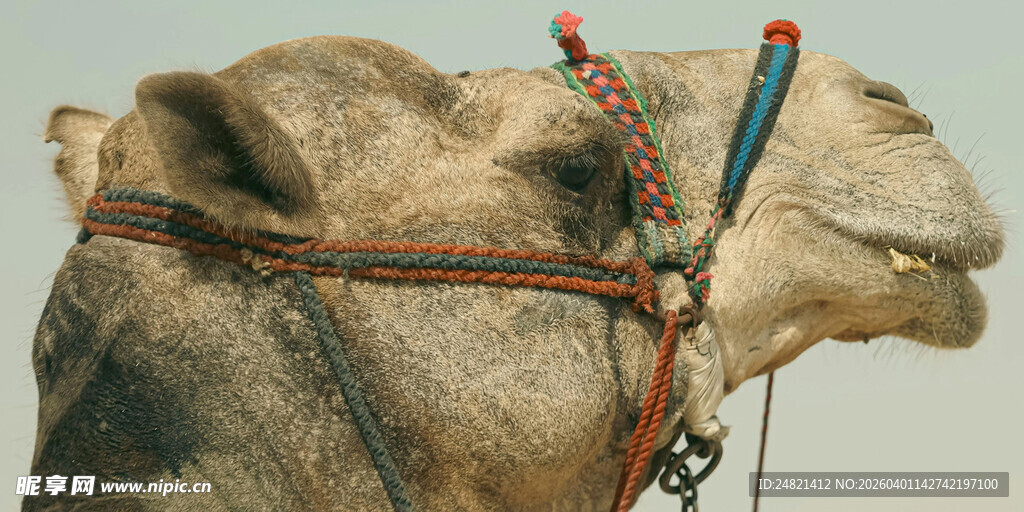 骆驼头部特写
