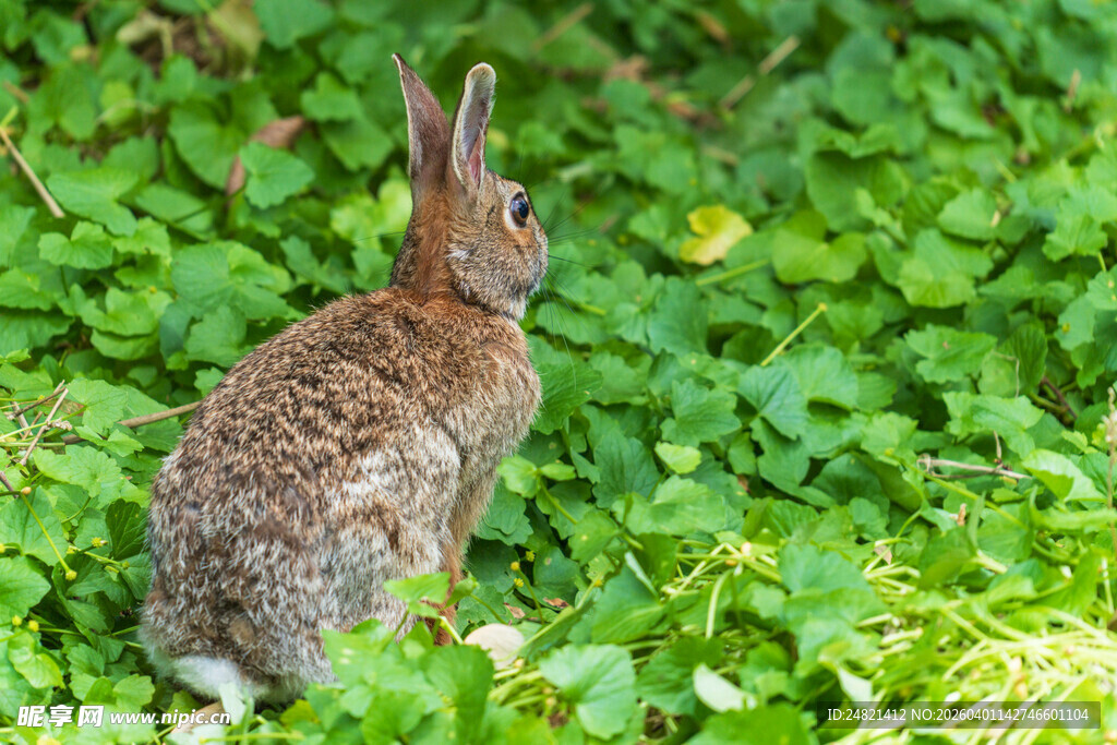 草丛中的野兔