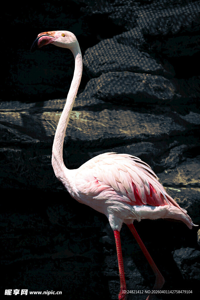 优雅火烈鸟特写