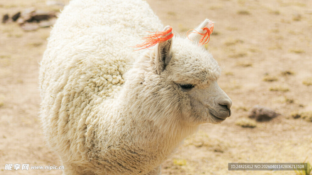 可爱羊驼在沙地行走